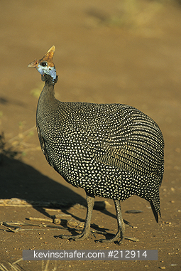 GUINEAFOWL, HELMETED: (Numida meleagris)  Kenya, Samburu National Park, Portrait of a helmeted guineafowl.