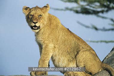 LION, AFRICAN: (Panthera leo)  Tanzania, Serengeti National Park, Young lion on Kopje.