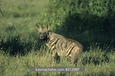 HYENA: (Hyaena hyaena) Striped Hyena near den at dawn, Serengeti National Park, Tanzania.
