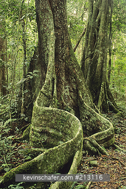 TREE, AUSTRALIA: Booyang Tree (Argyrodendron trifoliatum) with dramatic buttresses. Lamington National Park, Queensland, Gondwanaland Rainforests World Heritage Site