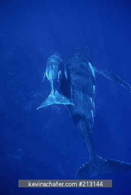 WHALE, HUMPBACK: (Megaptera novaeangliae) mother and calf underwater, Kingdom of Tonga, South Pacific