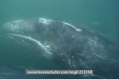 WHALE, GRAY: (Eschrichtius robustus)  Mexico, Baja California, San Ignacio Lagoon, Gray whale calf underwater.
