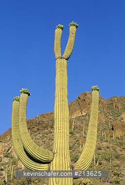 CACTUS, SAGUARO: Saguaro Cactus, (Carnegiea gigantea), Tucson Mountain Park, Tucson, Arizona.
