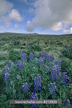 ALASKA, BERING SEA: Nootka Lupine (Lupinus nootkatensis), St. Paul Island, Pribilof Is., July.