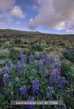 FLOWER: Nootka Lupine (Lupinus nootkatenisis) St. Paul Island, Pribilofs, Bering Sea, Alaska, July.