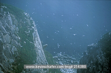 KITTIWAKE, BLACK-LEGGED: (Rissa tridactyla)  Russia, Russian Far East, Sea of Okhotsk near Magadan, Talan Island, Black-legged kittiwakes flying among cliffs.