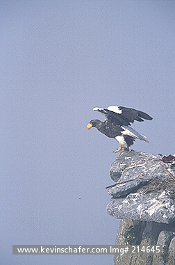 EAGLE, STELLER\'S: (Haliaeetus pelagicus)  Russia, Russian Far East, Sea of Okhotsk, Talan Island near Magadan, Steller\'s sea eagle at nest.