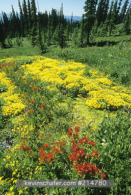 WASHINGTON: USA, Washington, Goat Rocks Wilderness, Gifford Pinchot National Forest, Snowgrass Flat, riot of flowers along stream.