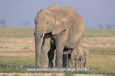 ELEPHANTS, AFRICAN: (Loxodonta africanus) Mother and calf on plains, Amboseli National Park, Kenya.