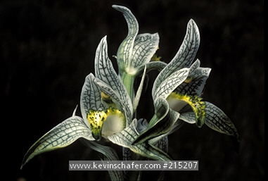 ORCHID, WILD: (Chloraea gaudichaudii)  Falkland Islands, Gaudichaudi s orchid.