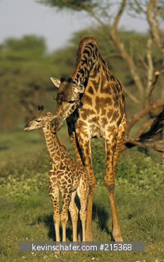 GIRAFFE, MASAI: (Giraffa camelopardalis) mother and calf, Serengeti National Park, Tanzania.