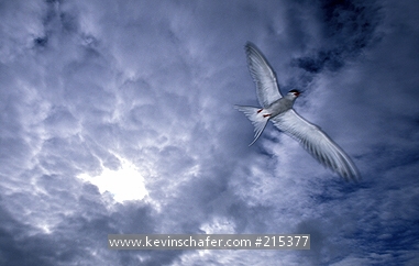 TERN, ARCTIC: (Sterna paradisaea)  Norway, Spitsbergen, Kongsfjord, Svalbard, Arctic tern in flight.