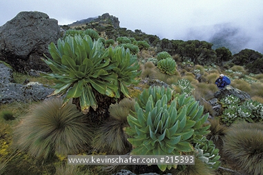 AFRICA: Kenya, Mt. Kenya National Park, hiker into Teleki Valley, Giant Groundsel (Dendrosenecio keniodendron) plants.
