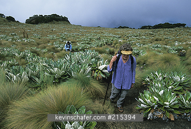 AFRICA: Kenya, Mt. Kenya National Park, hiker into Teleki Valley, Giant Groundsel (Dendrosenecio keniodendron).