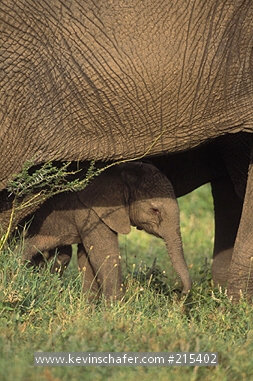 ELEPHANT: (Loxodonta africana) African Elephant, baby under mother, Samburu National Park, Kenya.