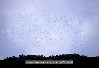 HAWKS: Costa Rica, Talamanca Range, Migration of hawks.