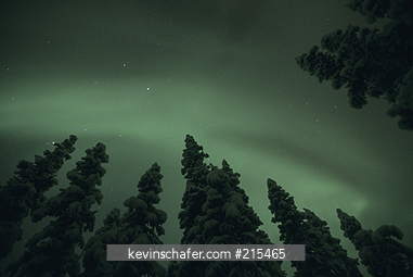 CANADA, ARCTIC: Northern Lights, over spruce forest, Great Slave Lake area, Northwest Territories, Canada, January.