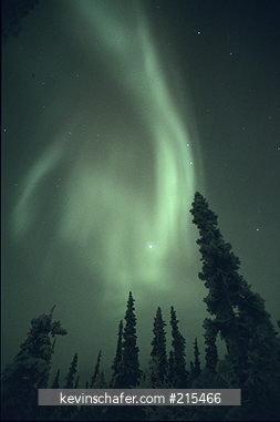 AURORA BOREALIS: Northern Lights over spruce forest, January, Great Slave Lake area, Northwest Territories, Canada.