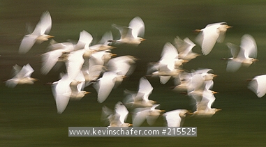 EGRET: (Bubulcus ibis) Cattle 
Egrets in flight, (slow-motion), Serengeti National Park, Tanzania.