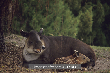 TAPIR, BAIRDS: (Tapirus bairdii) Baird\'s or Central American Tapir, Mother and calf, Belize, captive.