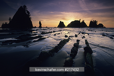 WASHINGTON, USA: Olympic National Park, Shi-shi Beach, Point of Arches, Pacific coast, dramatic sunset over sea stacks.