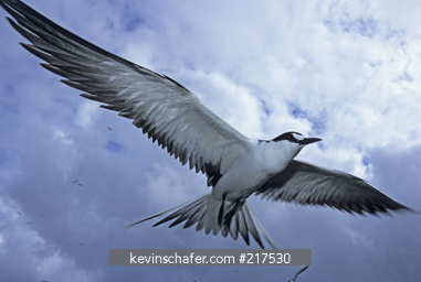 TERN, SOOTY: Sooty Tern, (Onychoprion fuscatus) aka Wideawake, in flight, Ascension Island, South Atlantic Ocean