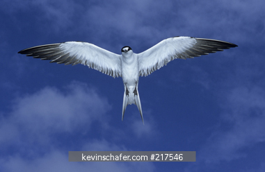 TERN, SOOTY: Sooty Tern, (Onychoprion fuscatus) aka Wideawake, in flight, Ascension Island, South Atlantic Ocean