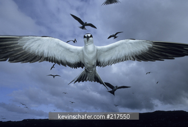 TERN, SOOTY: Sooty Tern, (Onychoprion fuscatus) aka Wideawake, in flight, Ascension Island, South Atlantic Ocean