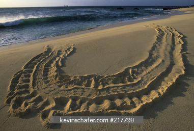 TURTLE, GREEN: (Chelonia mydas) tracks of turtle returning to sea, Ascension Island, South Atlantic Ocean.