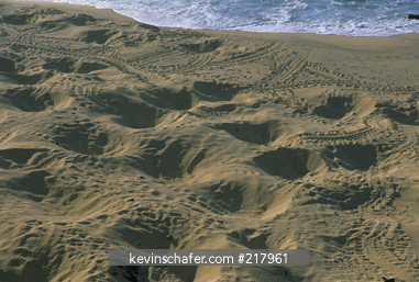ASCENSION ISLAND: Hannay Beach, Northeast coast, high-density Green Sea Turtle nesting beach, remains of nests from previous night and tracks.