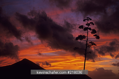 ASCENSION ISLAND: Sunset over Lady Hill with Agave plant, from Travellers Hill, Ascension, South Atlantic Ocean.