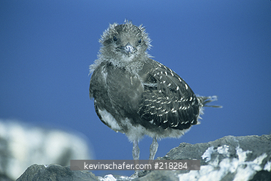 TERN, SOOTY: (Sterna fuscata) aka Wideawake, chick on Ascension Island, South Atlantic Ocean.
