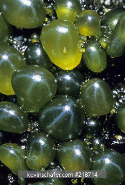 ASCENSION ISLAND: Tidal pools at Shelly Beach, globular green algae, native plant, (Valonia ventricosa), South Atlantic Beach.