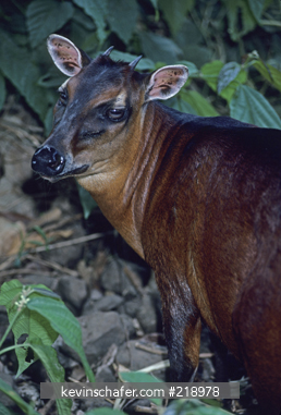 BAY DUIKER: (Cephalophus dorsalis) captive, Korup National Park, Cameroon, West Africa.