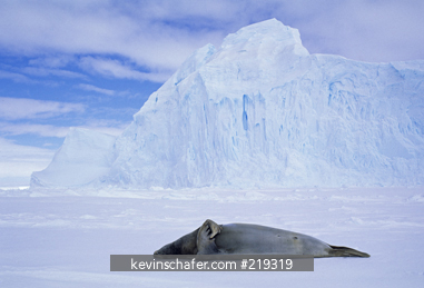 SEAL, CRABEATER: (Lobodon carcinophagus) on ice, Antarctica.