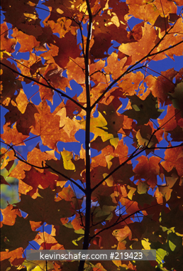 LEAVES: Red Maple leaves, (Acer rubrum), Vermont.