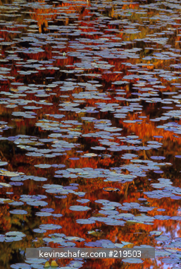 NEW HAMPSHIRE, USA: Autumn leaves reflected in pond, with water lilies.