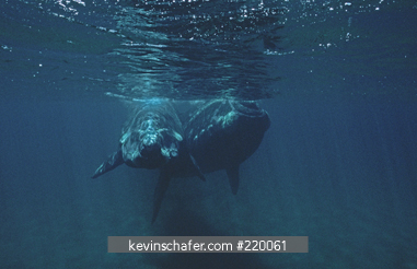 WHALE, SOUTHERN RIGHT: (Eubalaena australis) Valdes Peninsula, Patagonia, Argentina, November.