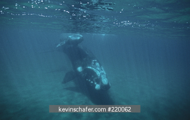 WHALE, SOUTHERN RIGHT: (Eubalaena australis) Valdes Peninsula, Patagonia, Argentina, November.