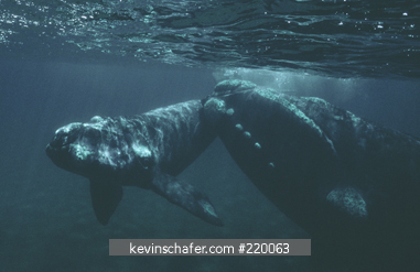 WHALE, SOUTHERN RIGHT: (Eubalaena australis) Valdes Peninsula, Patagonia, Argentina, November.