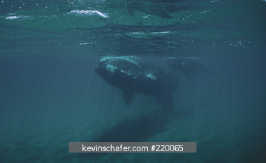 WHALE, SOUTHERN RIGHT: (Eubalaena australis) Valdes Peninsula, Patagonia, Argentina, November.