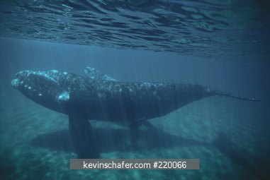 WHALE, SOUTHERN RIGHT: (Eubalaena australis) Valdes Peninsula, Patagonia, Argentina, November.