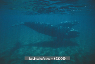 WHALE, SOUTHERN RIGHT: (Eubalaena australis) Valdes Peninsula, Patagonia, Argentina, November.