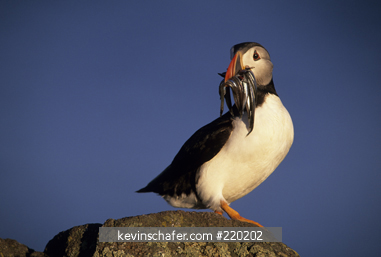 PUFFIN, ATLANTIC: (Fratercula arctica) Adult with Sandeels, Isle of May, Firth of Forth, Scotland.