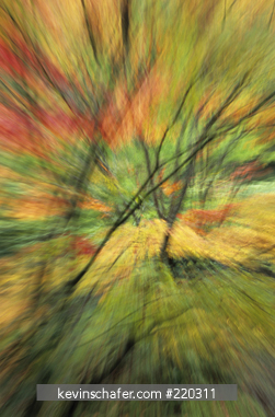 NEW HAMPSHIRE, USA: Fall color, blur zoom.