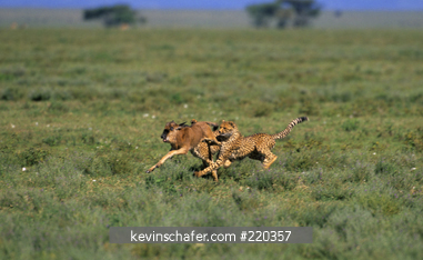 CHEETAH: (Acinonyx jubatus) Cubs hunting young Wildebeest, Serengeti National Park, Tanzania.