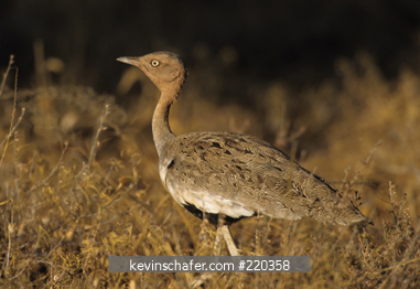 BUSTARD, CRESTED: (Eupodotis ruficrista gindiana) male, Samburu National Park, Kenya.