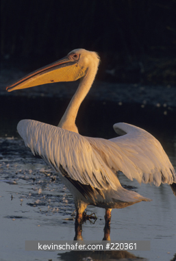 PELICAN, AFRICAN WHITE: (Pelecanus onocrotalus) sunrise, Lake Nakuru National Park, Kenya.