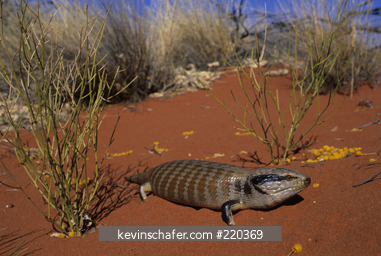 LIZARD, BLUE TONGUED SKINK: (Tiliqua multiifasciata) Ayers Rock, Australia.