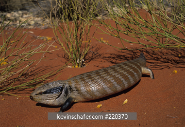LIZARD, BLUE TONGUED SKINK: (Tiliqua multiifasciata) Ayers Rock, Australia.